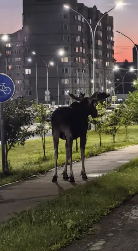 Лось на закате